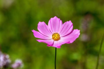  beautiful  kosmeya flower in the garden