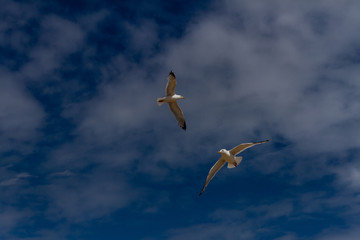 Two seagulls floating on the breeze in a blue sky with white clouds