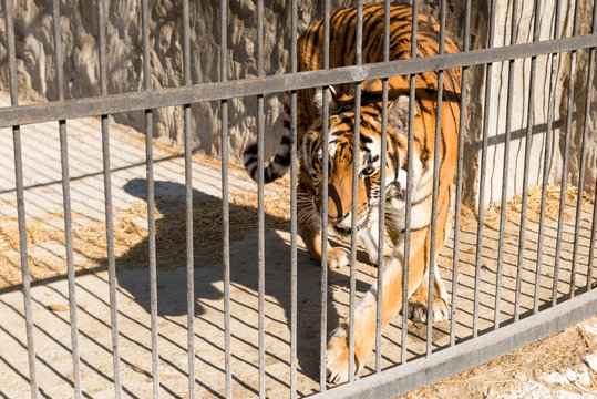 Fototapeta Tiger in captivity in a zoo behind bars. Power and aggression in the cage.