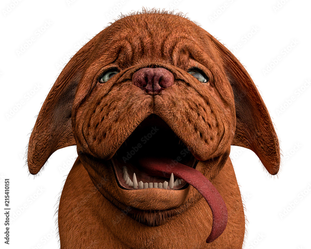 Wall mural dogue de bordeaux, bordeaux mastiff, french mastiff or bordeauxdog in a white background