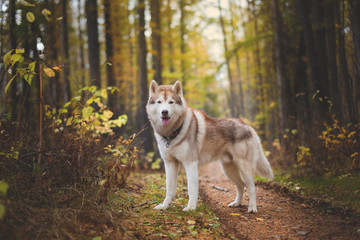 Portrait of beautiful Siberian Husky dog standing in the bright enchanting fall forest