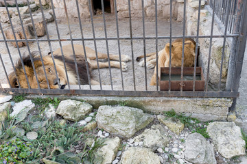 A pair of lions in captivity in a zoo behind bars. Power and aggression in the cage.