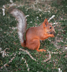 Naklejka na ściany i meble Red-haired squirrel eating on green grass
