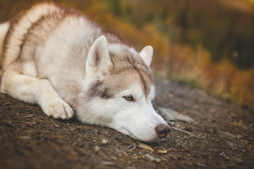 Profile Portrait of siberian Husky dog lying is on the ground in bright fall forest at sunset on mountain bakground