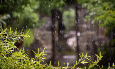 Rain in the park, against the background of the old stone arch