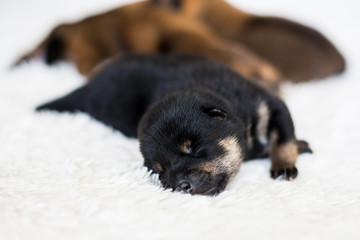 Close-up portrait of cute newborn black and tan Shiba Inu puppy sleeping on the blanket