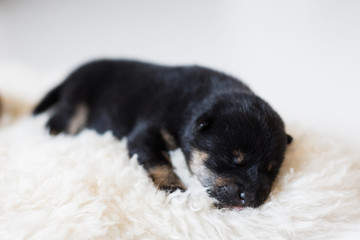 Close-up portrait of cute newborn black and tan Shiba Inu puppy sleeping on the blanket