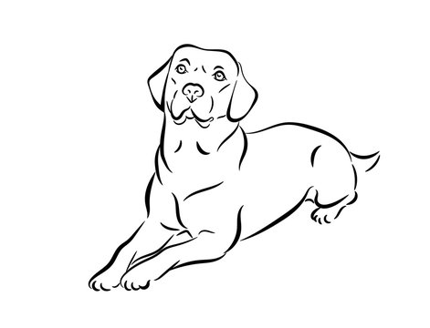 Labrador vector illustration. Black and white outline of a lie down dog isolated on a white background.