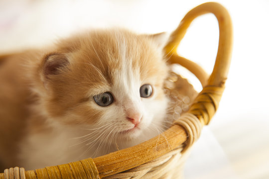 ginger small kitten in a basket