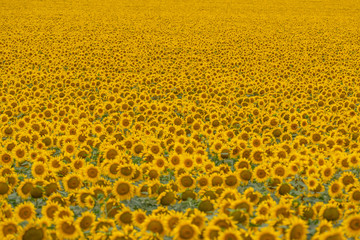Sunflowers field