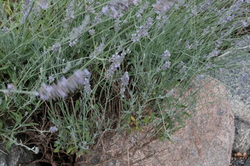 Lavendel Sommer Pflanzen Duft