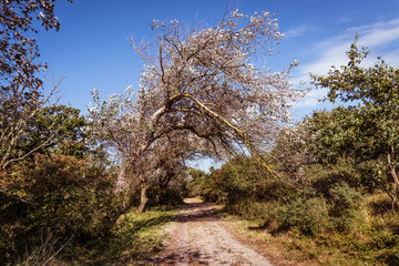 Wind shaped silverleaf poplar bowing over the path