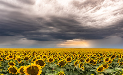 Fototapeta premium Sunflowers in landscape