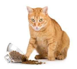 Red cat eats food from a glass bowl