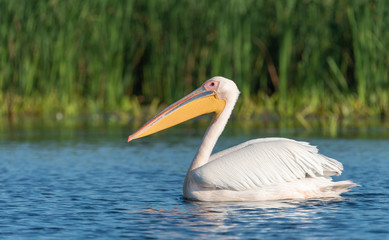 Pelican