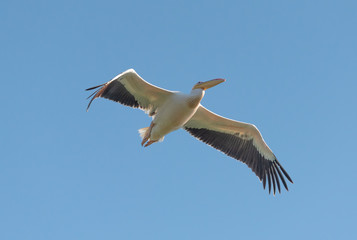 Pelican