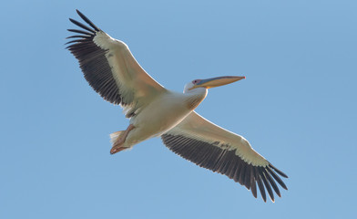Pelican