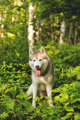 Naklejka na ściany i meble Portrait of cutedog breed siberian husky sitting on the hill in the green forest in summer