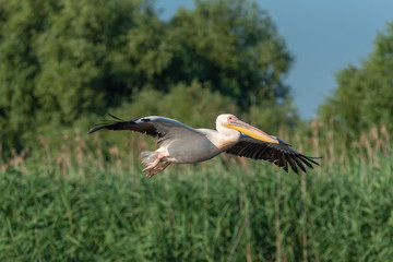 Pelican