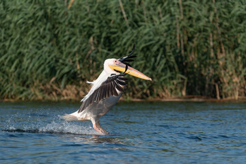 Pelican