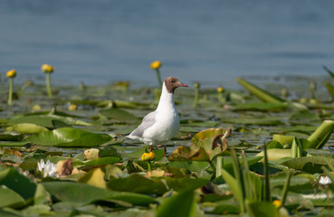 Bird in landscape