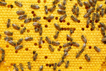 Bees on a cell with larvae. Bees Broods. Concept of beekeeping.