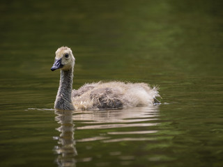 Cute baby goose on water