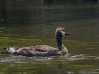 Cute baby goose on water