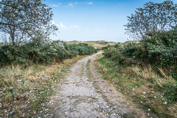 Path through the dunes sprinkled with silve poplar leaves