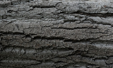 Bark of tree texture