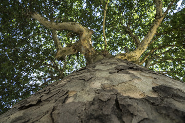 Baum im Stadtpark