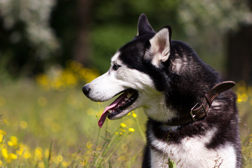 Husky on walk
