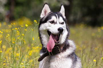 Husky on walk