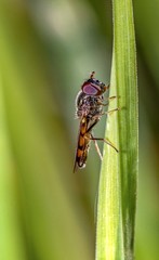 bug