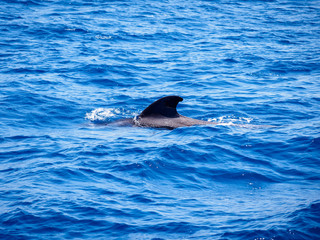 Pilot whale (Globicephala melas) free in open sea water in tenerife (spain)
