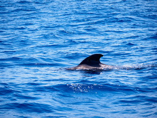 Pilot whale (Globicephala melas) free in open sea water in tenerife (spain)