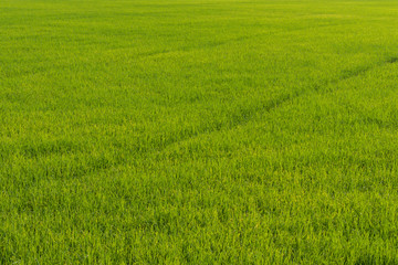 Obraz na płótnie Canvas The large of rice field, Farmland of rice