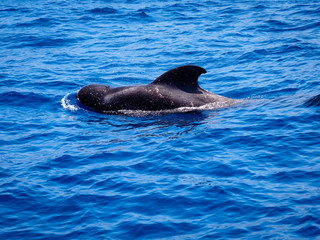 Pilot whale (Globicephala melas) free in open sea water in tenerife (spain)