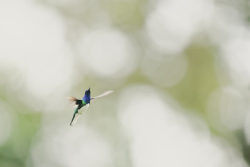 An adult male White-necked Jacobin (Florisuga mellivora) hovers with widely stretched wings in front of a bright, blurred background.