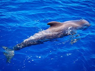 Naklejka premium Pilot whale (Globicephala melas) free in open sea water in tenerife (spain)