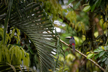 A colourful toucan named „Collared aracari“ (Pteroglossus torquatus) sits on a branch in the very dense, green jungle of Central America.