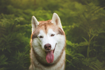 Close-up Portrait of friendly beautiful beige and white siberian husky dog with brown eyes sitting in green grass