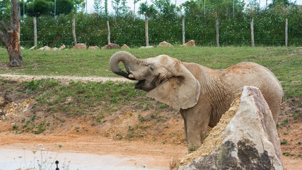 Eléphant entrain de se rafraichir