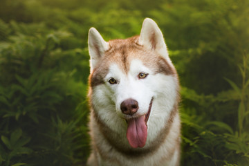 Close-up Portrait of friendly beautiful beige and white siberian husky dog with brown eyes sitting in green grass