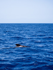 Fototapeta premium Pilot whale (Globicephala melas) free in open sea water in tenerife (spain)
