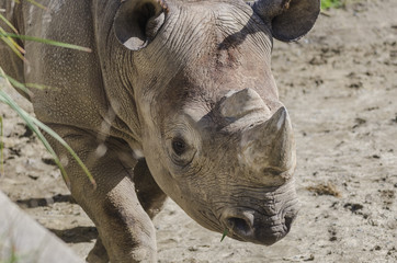 rhino