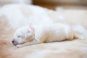 Portrait of one week old maremma puppy sleeping on the cow's fur. Sweet white pup looks like a bear