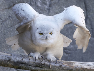 Snowy owl (Bubo scandiacus)