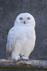 Snowy owl (Bubo scandiacus)
