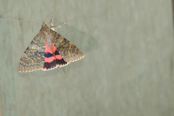 moth, Lepidoptera Noctuidae